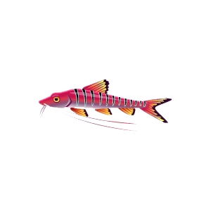 Cherry Pictus Catfish